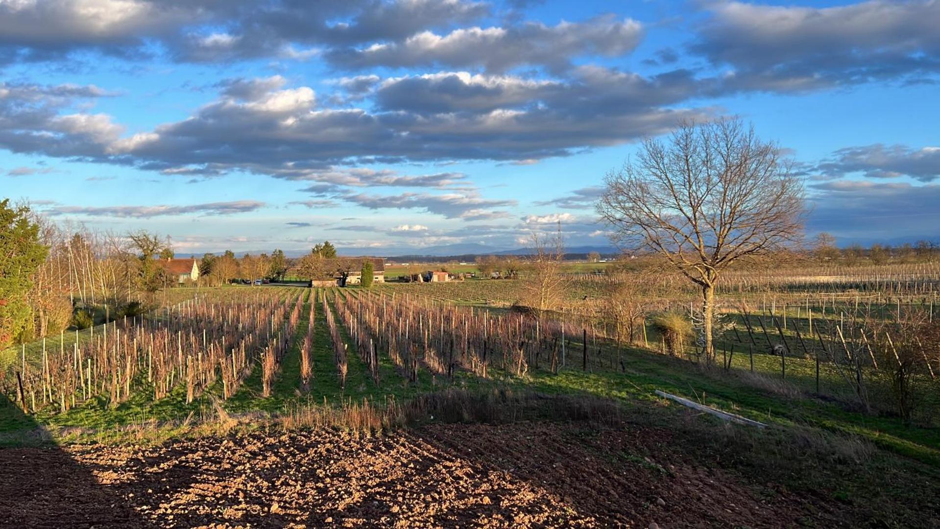 Oasis Tout Confort A Bergheim, Alsace Exterior foto