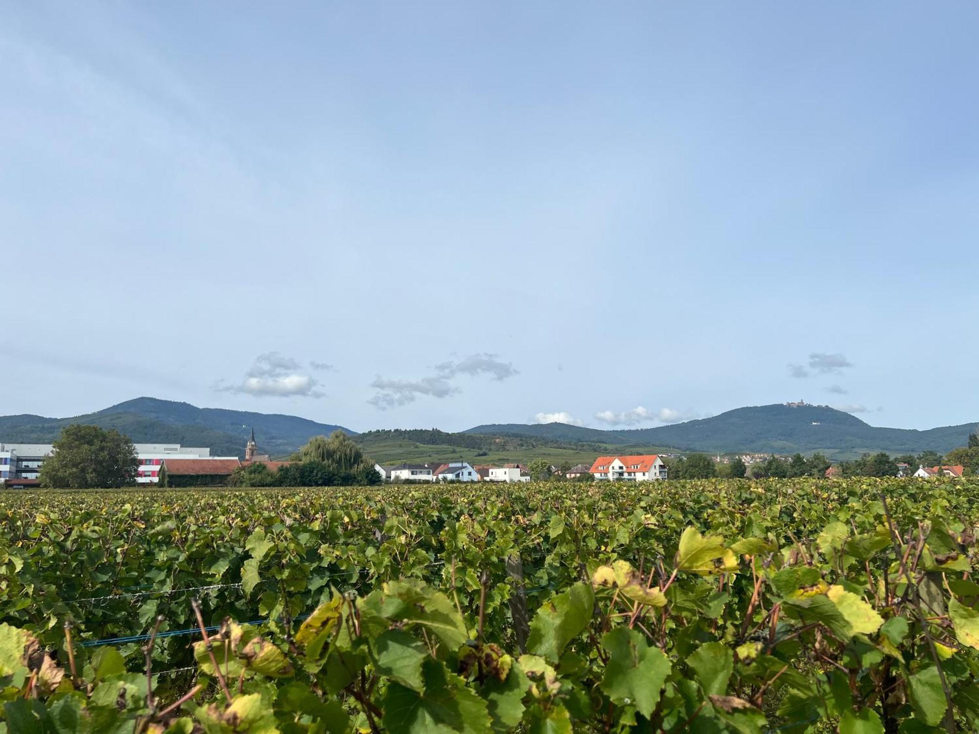 Oasis Tout Confort A Bergheim, Alsace Exterior foto